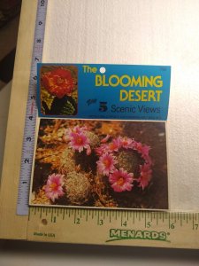 Postcard Folder The Blooming Desert