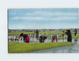 Postcard Cultivation of the Rice in Thailand