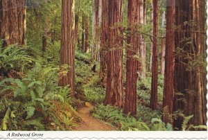 US used. Redwood Grove - Redwood National Park, California.  Nice