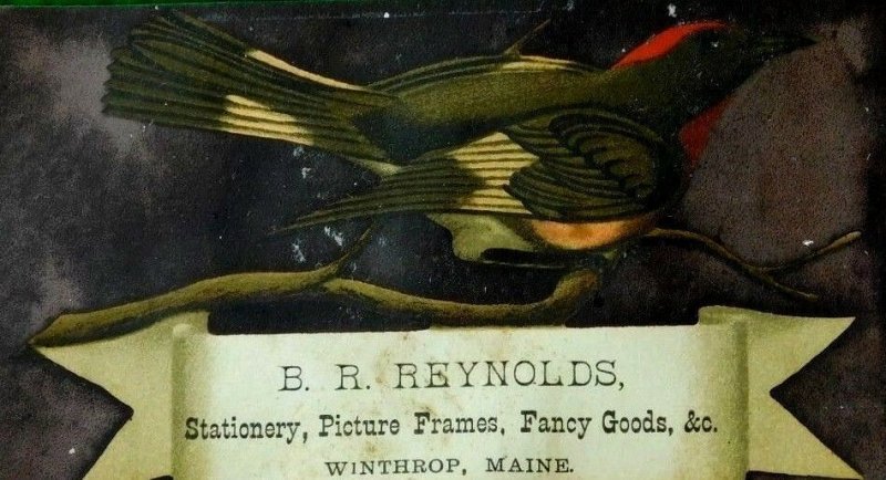 B.R. Reynolds Stationery Picture Frames Fancy Goods, Red-Headed Bird Branch C2