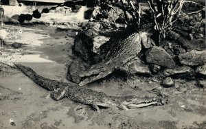 Caiman / Crocodile Real Photo Postcard 06.19