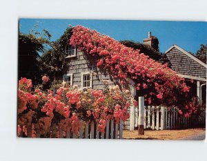 Postcard Typical Rose Covered Cottage Siasconset Massachusetts USA