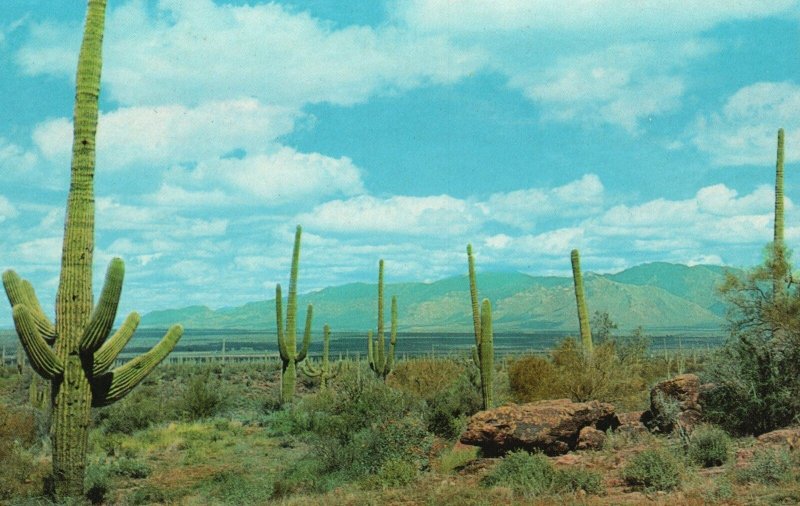 Vintage Postcard Majestic and Beautiful Cactus Giant Saguaros Southern Arizona