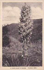 Arizona Tucson A Yucca Plant In Bloom Albertype