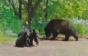 Mother Bear and Two Cubs - Baxter State Park, Maine