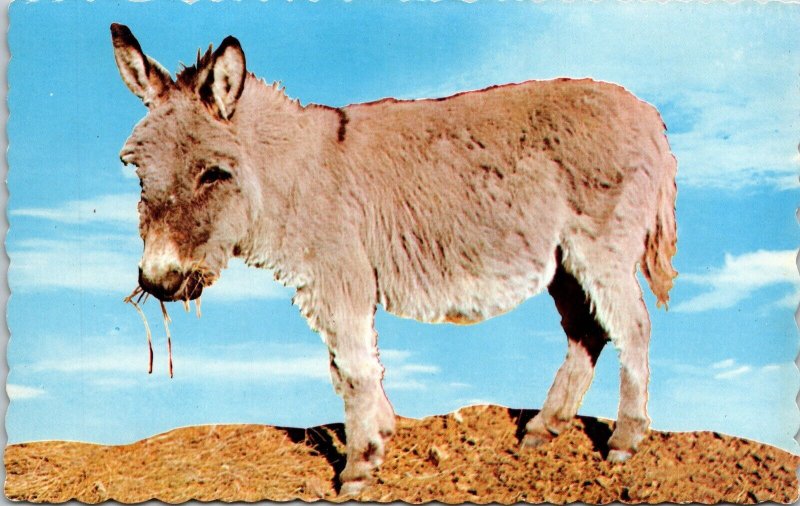 Baby Burro West Rocky Mountain Canary  Postcard 