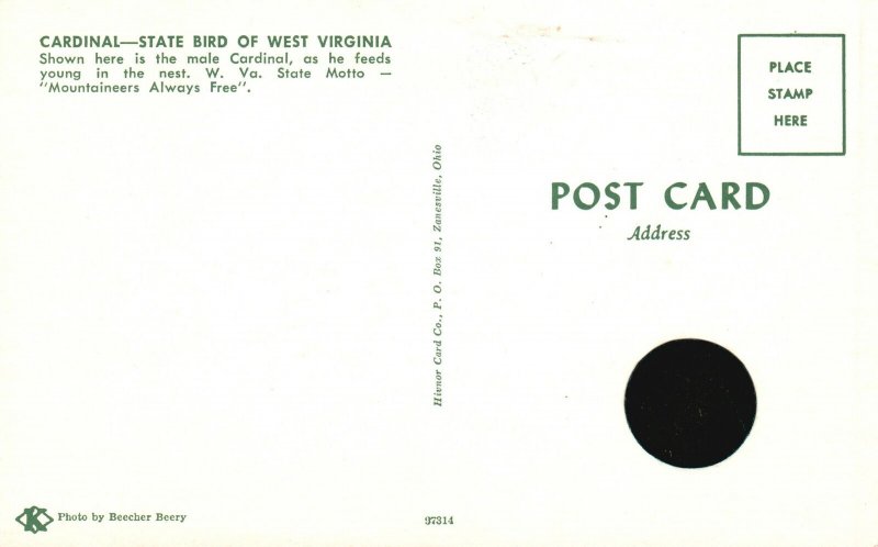 Vintage Postcard Cardinal State Bird Of West Virginia Male Cardinal In The Nest 