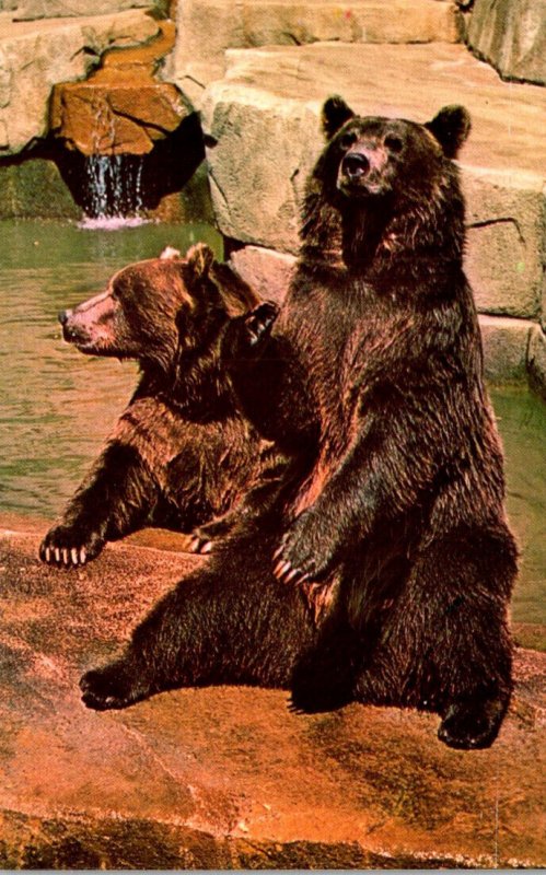 Wisconsin Milwaukee County Zoological park Grizzly Bear