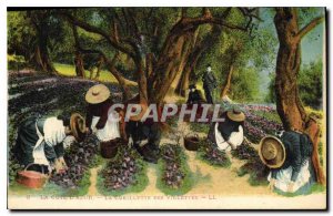 Old Postcard The French Riviera Picking Violets