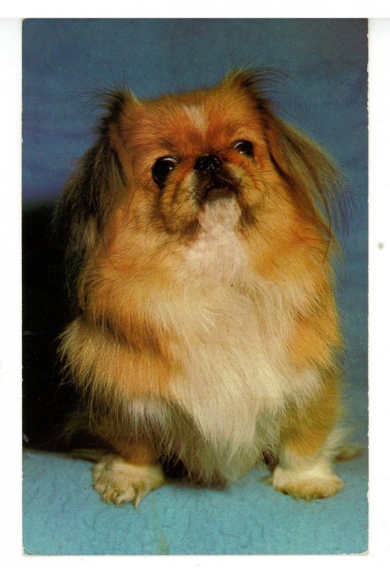 Pekinese