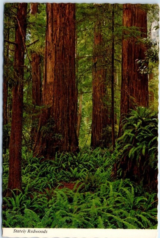 Postcard - Stately Redwoods, The Redwood Highway, California, USA 