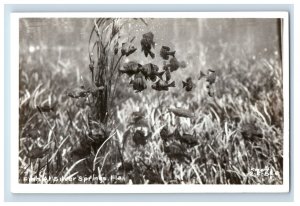 Vintage RPPC Fish At Silver Springs, FL. Postcard Real Photo F124E