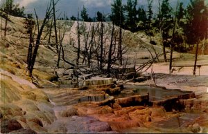 Yellowstone National Park Mamoth Hot Springs Terrace