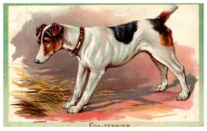Dog , Fox Terrier