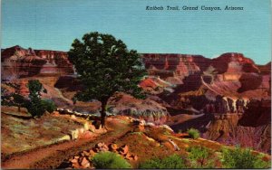 Kaibab Trail Grand Canon Arizona US Tree Gorge Western Valley UNP VTG Postcard 