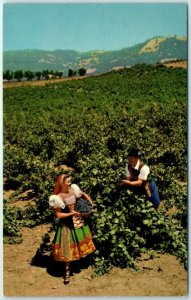 M-13247 Italian Swiss Colony Vineyard Scene at Asti Sonoma California