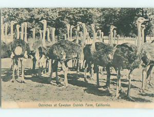 Unused Divided-Back OSTRICH BIRDS AT CAWSTON OSTRICH FARM Los Angeles CA t5856