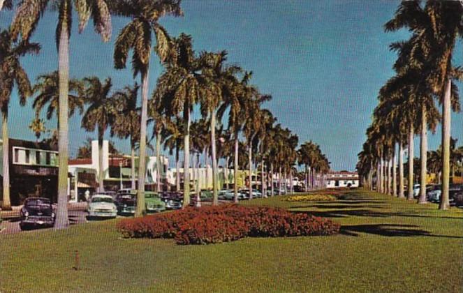 Florida Palm Beach Stately Royal Palms Along Royal Poinciana Way