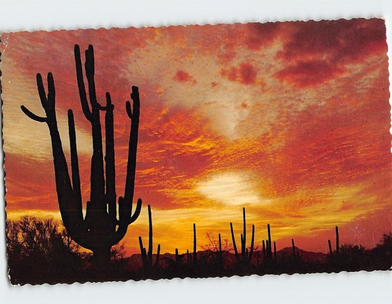 Postcard Giant Saguaro cactus silhouetted against an Arizona sunset, Arizona