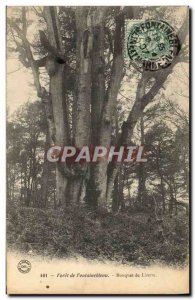 Old Postcard Tree Forest of Fontainebleau Bouquet of Lisette