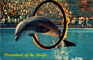 Fish Porpoise Jumping Through Flaming Hoop Marineland Of The Pacific California