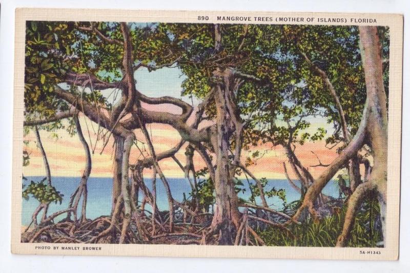 Mangrove Trees Florida Vintage Curteich Linen Postcard 1935