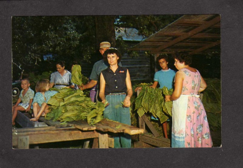 Farming Tobacco Harvesting Warehouse Selling Growing Smoking Postcard GA NC, SC