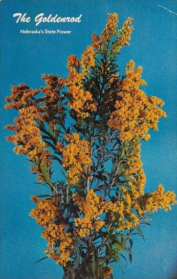 The Goldenrod Nebraskas State Flower Orchard Nebraska