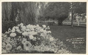 c1910 RPPC; Dahlia Flowers, 1 of Hundreds of Fine Gardens in Kalispell MT Phelps