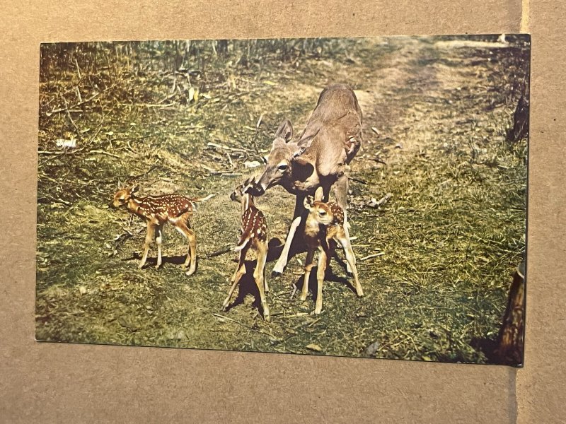 VINTAGE POSTCARD UNUSED - DEER TRIPLETS