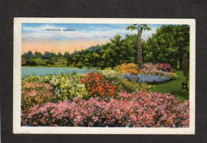 FL Petunias Petunia Florida Vintage Postcard Flower Gardens Linen PC