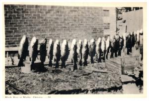 20193  Ontario Madov  Stringer of Black Bass