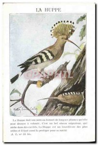 Old Postcard Hoopoe