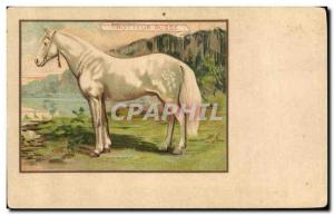 Old Postcard Riding Equestrian Horse Russian Trotter Russia Russia