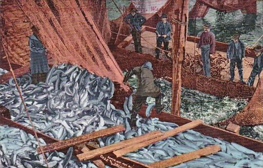 Columbia River Salmon Being Loaded Unto Boat Bellingham Washington