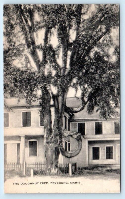 FRYEBURG, Maine ME ~ DOUGHNUT TREE 1939 Oxford County Postcard