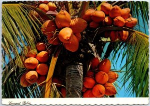 VINTAGE CONTINENTAL SIZED POSTCARD COCONUT PALM TREE IN JAMAICA POSTED 1976