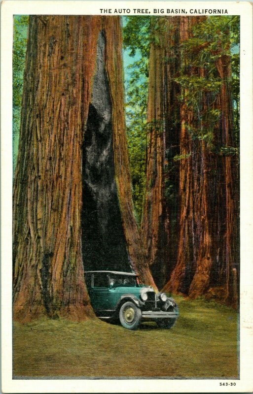 Vtg Postcard Big Basin California CA The Auto Tree C T American Art Colored UNP