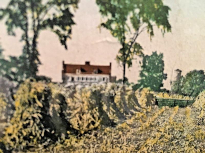 Postcard Cornfield on Quaker Ridge, Mamaroneck, NY   1907    Y1