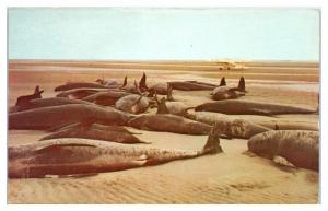 Beached Blackfish Pilot Pothead Whales at Brewster, Cape Cod, MA Postcard