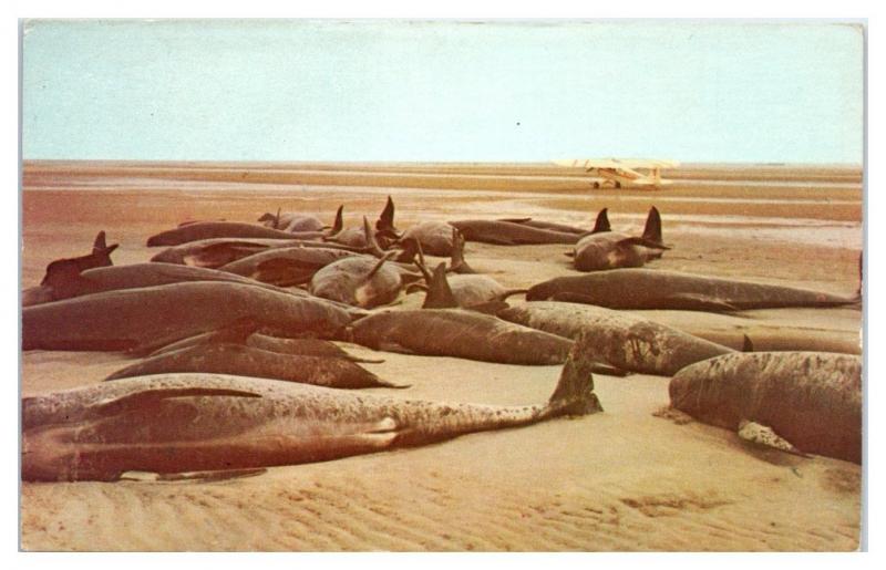 Beached Blackfish Pilot Pothead Whales at Brewster, Cape Cod, MA Postcard