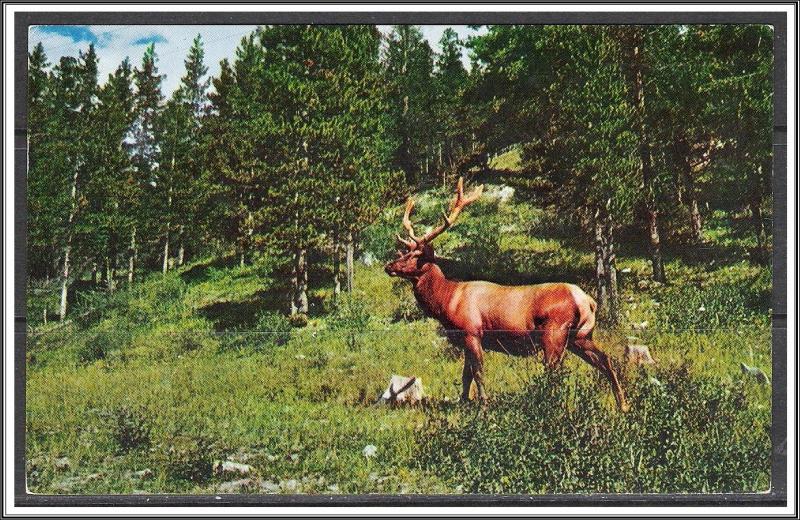 Michigan, Frederic Underground Forest Elk - [MI-039]