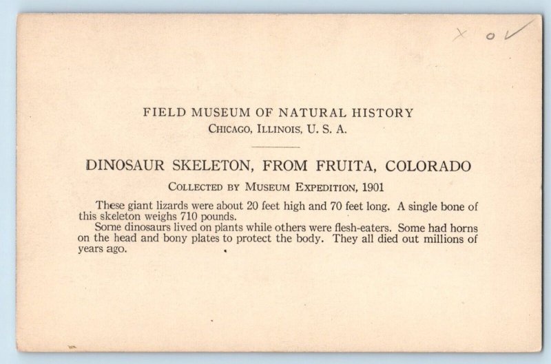 Chicago Illinois IL Postcard Dinosaur Skeleton Field Museum Natural Of History