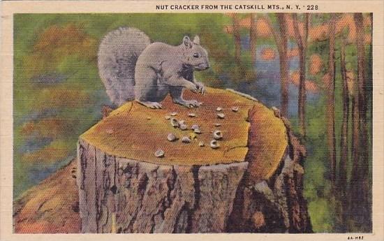 Nut Cracker From The Catskill Mountains New York