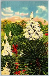 Yucca Blossoms, or Spanish Bayonet, Florida - Postcard 