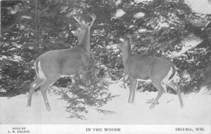 Wisconsin Ogema C-1910 Deer in the Woods Nelson Postcard 22-9107