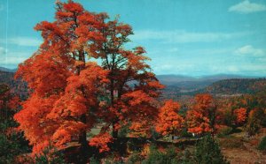 Postcard Falls Colors White Mountains New Hampshire NH Brimley & Company Pub.