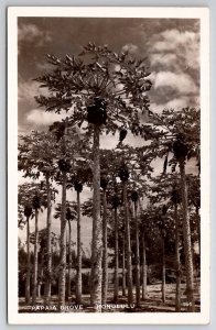 Honolulu Hawaii Papaya Grove RPPC Postcard D28