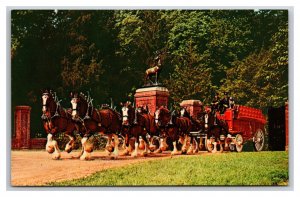 Budweiser Clydesdale 8 Horse Hitch Grant’s St Louis MO UNP Chrome Poscard U24