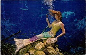Florida Weeki Wachee Spring Beautiful Mermaid
